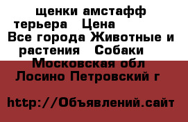 щенки амстафф терьера › Цена ­ 30 000 - Все города Животные и растения » Собаки   . Московская обл.,Лосино-Петровский г.